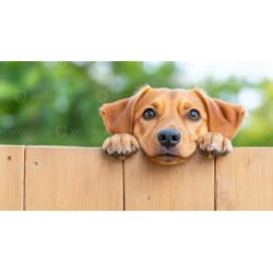 Honden sleutelhanger